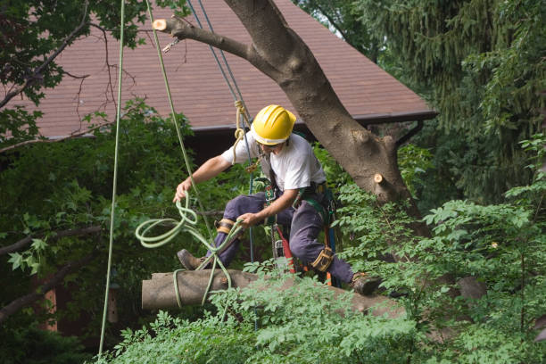  , USA Tree Removal Services Pros